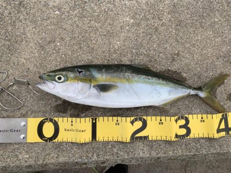 ハマチと遊んだ