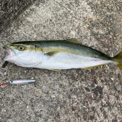 サヨリ爆釣の他にも