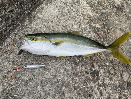 サヨリ爆釣の他にも