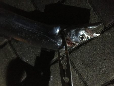 今年初タチウオ1、初ハマチ1、ツバス3