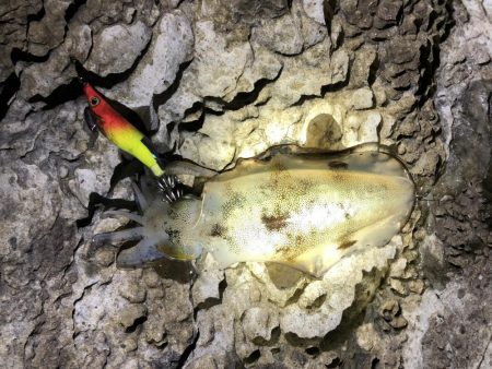 秋イカエギング⁉︎