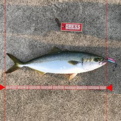 9月9日やっとハマチ