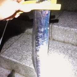 大阪市湾奥まで入ってきたー!