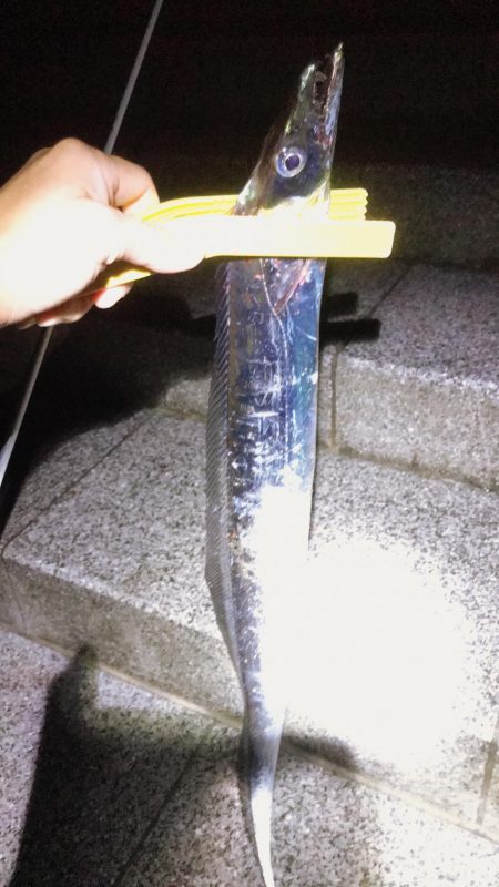 大阪市湾奥まで入ってきたー！