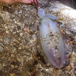 仕事帰りのエギング