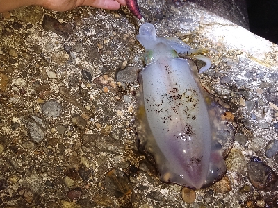 仕事帰りのエギング