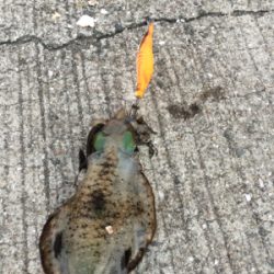 久々のエギング