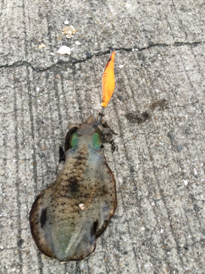 久々のエギング