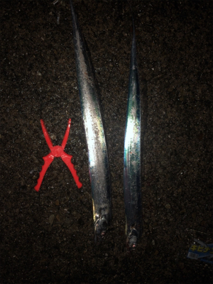 好調泉大津タチウオ♩