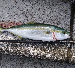 8/30釣果太刀魚入れ食いデカアジツバスサバグレ