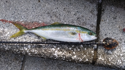 8/30釣果太刀魚入れ食いデカアジツバスサバグレ