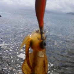 3連休後 墨跡、激増