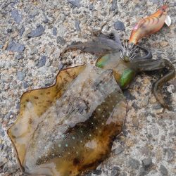 やっと群れ入ってきました