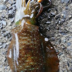 やっと、100g アップしたのに？