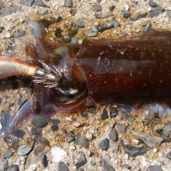 サイズは？数は？