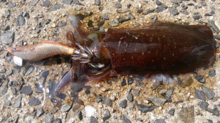 サイズは？数は？