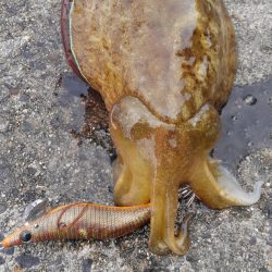 潮動かず、イカは?