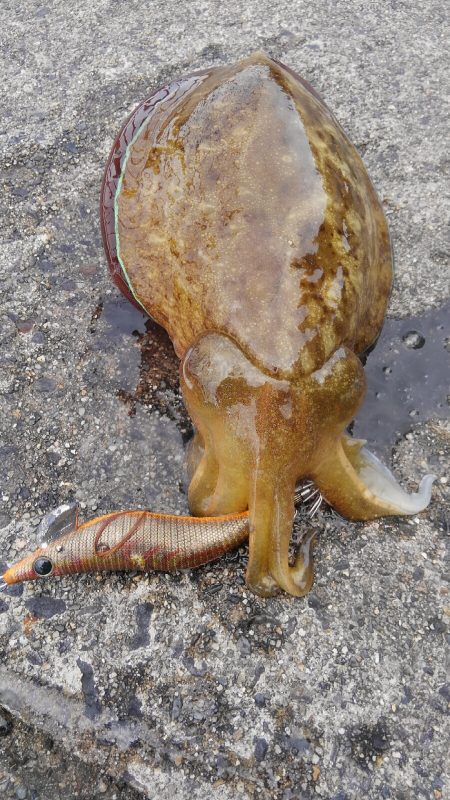 潮動かず、イカは?