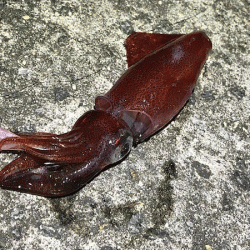 瀬戸内の島ケンサキエギング(2019-3)