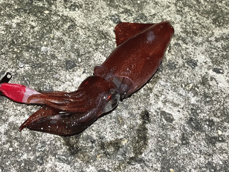 瀬戸内の島ケンサキエギング(2019-3)…