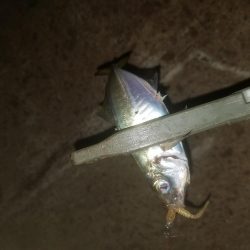 アジング楽し～♪