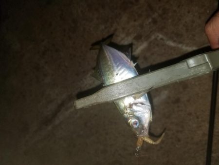 アジング楽し～♪