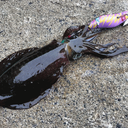 日本海エギング(2019-1)