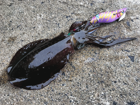 日本海エギング(2019-1)