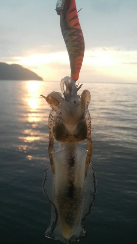 エギ王VS餌木蔵