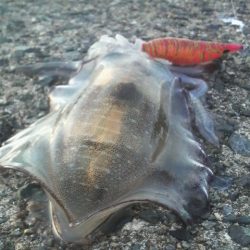 見えイカいっぱいいましたが・・・