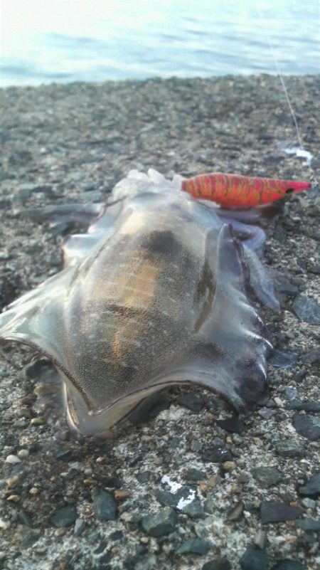 見えイカいっぱいいましたが・・・