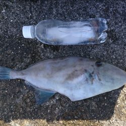 またまたウマズラ