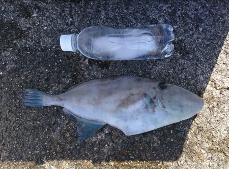 またまたウマズラ