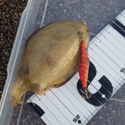 秋イカエギング調査