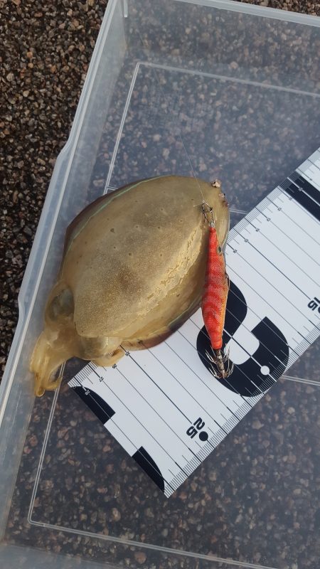 秋イカエギング調査