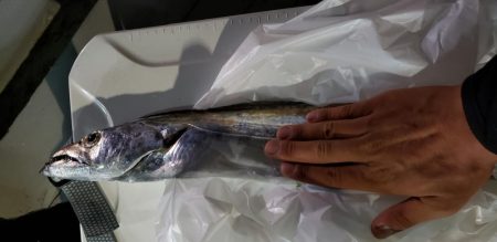 ドラゴンゲット！