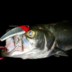 シーバスナイトゲーム