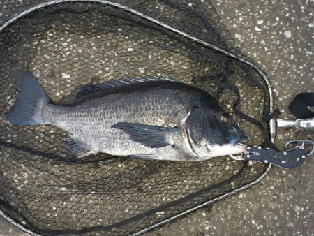 朝ﾏﾂﾞﾒだけど活性が低い