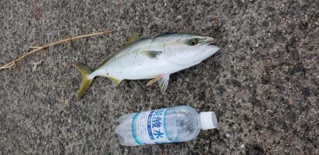 タチウオ不発❗