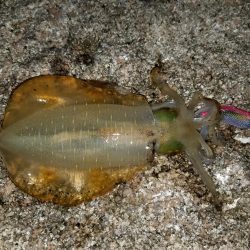 いろいろ、ランガンして…