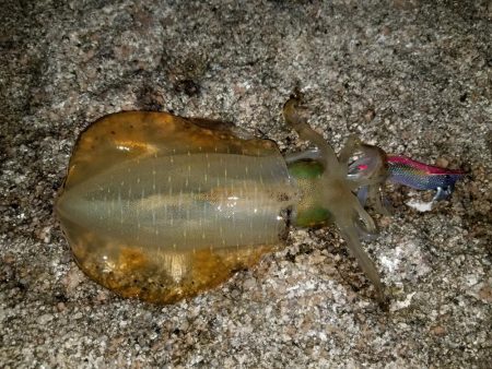 いろいろ、ランガンして…