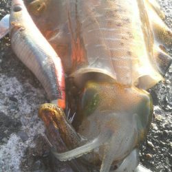 #日本海 美味しい カマス絶好調!