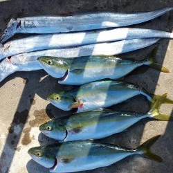 タチウオF4~ハマチ