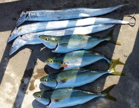 タチウオF4～ハマチ