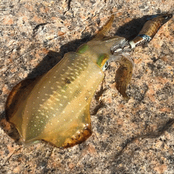 瀬戸内の島エギング(2019-3)