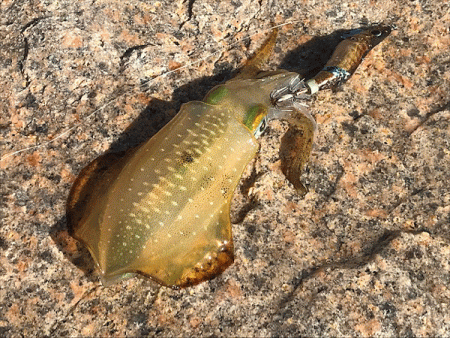 瀬戸内の島エギング(2019-3)