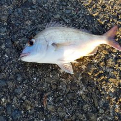 大潮 満月 まあまあのチャリコ!