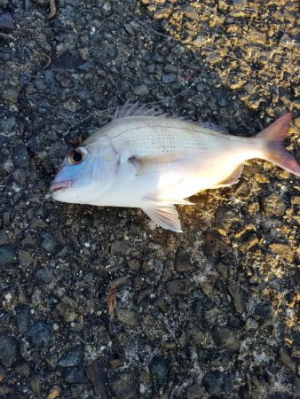 大潮　満月　まあまあのチャリコ！