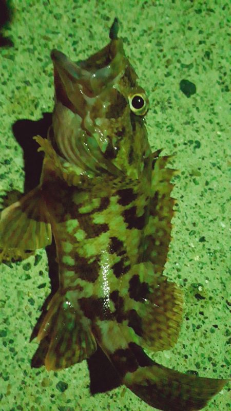 ゴカイで探り釣り