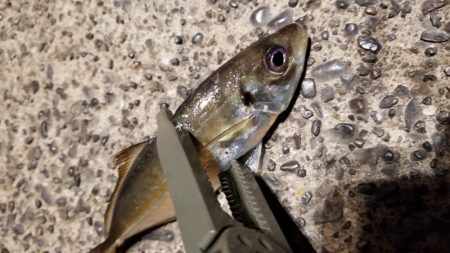 アジ時々太刀魚